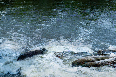 Stormy flow of mountain river with foaming in turbulent water