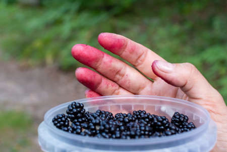 Hand of middle-aged woman picking ripe forest blackberry on blurred background of forest greeneryの写真素材