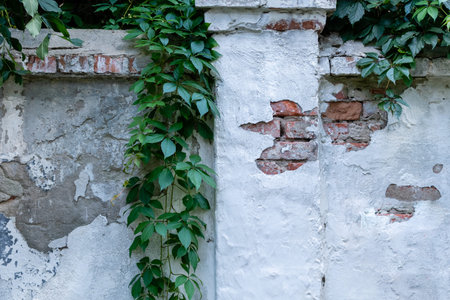 Brick stone fence with white peeling plaster and dangling climbing shrubsの写真素材