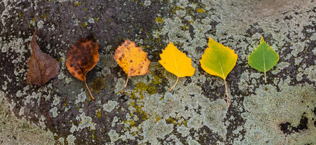 Six withering autumn birch leaves close-up on granite covered with green mold