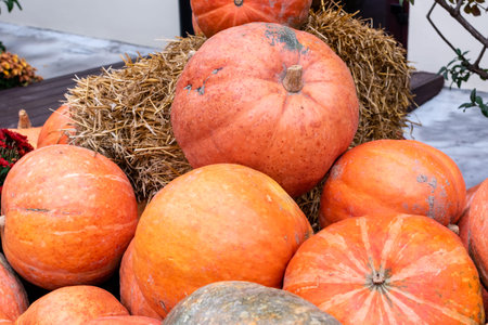 Pile of bright orange ripe pumpkins close up. Natural conditions
