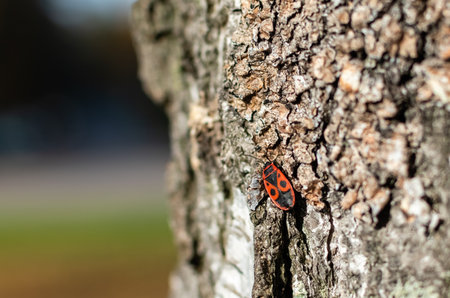 Red beetle with black ornament on bark of tree close-up on blurred colorful backgroundの写真素材