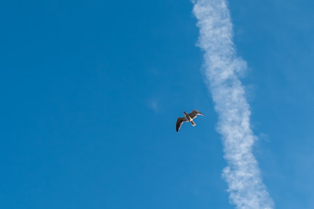 Large sea gull on background of white jet trail on blue skyの写真素材