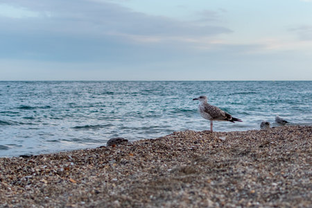 Large seagull on sanLarge seagull on sandy beach against backdrop of sea and sunset sky