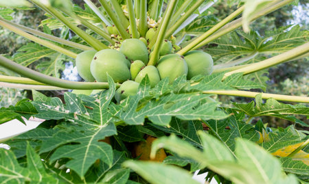 Large green mango fruits close-up among green leaves of tree