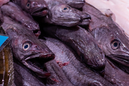 Fresh fish close-up on ice at the counter