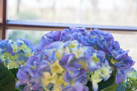Blue hydrangea blossoms flowers at the windowの写真素材