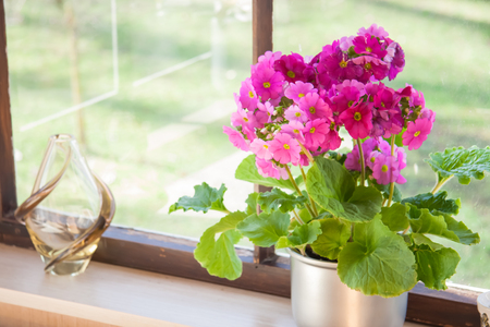 Pink pink blossom flowers at the windowの写真素材