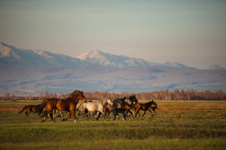 Grazing horses at sunsetの写真素材