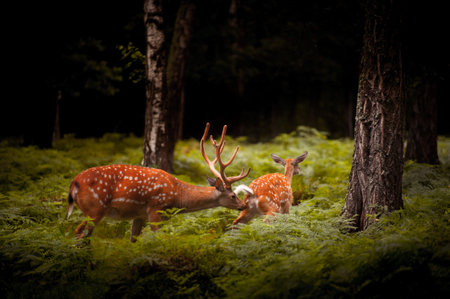 Whitetail Deer Buck standing in a woods.
