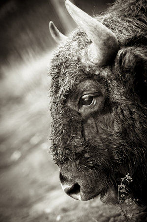 Animals in the reserve, Danki, Russian Federation