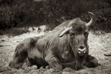 Animals in the reserve, Danki, Russian Federation