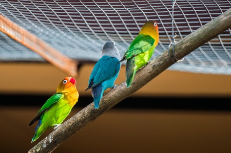 Colourful parrot bird sitting on the perch.の写真素材