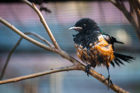 Beautiful colorful bird sitting on a branch.