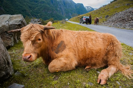 The Beautiful Norway landscape at summer, 2014の写真素材