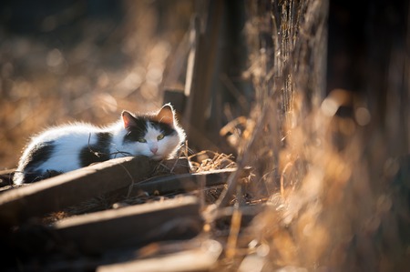 Cat relaxing on the autumn evening sunの写真素材