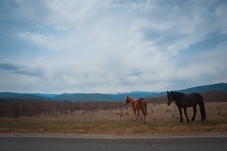 Beautiful bay horse herd grazes in the mountains at sunset, amazing hipster sunny natural background.の写真素材