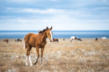 Horse in a field, farm animals, Russiaの写真素材