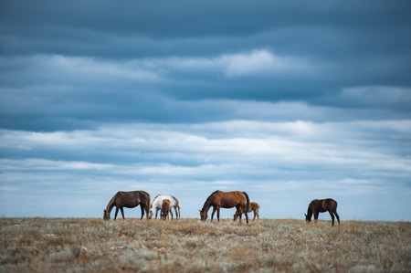 Horse in a field, farm animals, Russiaの写真素材