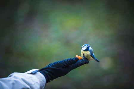 A blue tit eated on the hand at the forestの写真素材