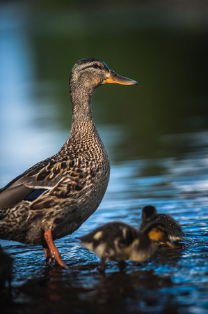 Duck family with duck chicks in Vyborg, Russiaの写真素材
