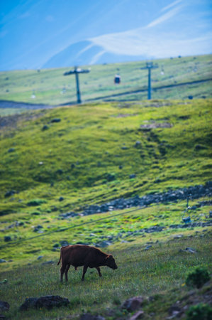 View on ski resort Gudauri in summer. The Republic Of Georgia.の写真素材