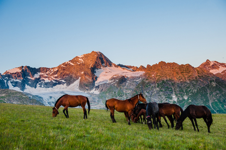 The beautiful summer landscape with horses in Arkhyz, Russiaの写真素材