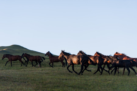The beautiful summer landscape with horses in Arkhyz, Russiaの写真素材