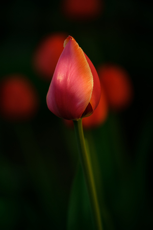 Flower tulips background. Beautiful view of red tulips under sunlight landscape at the middle of spring or summer.の写真素材
