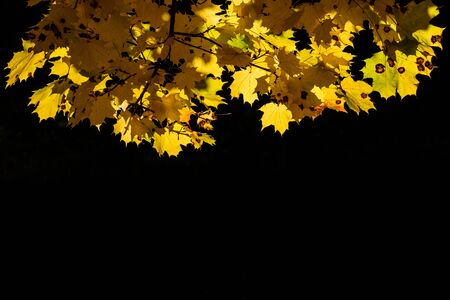 Yellow leaves of autumn maple on a black background.の写真素材
