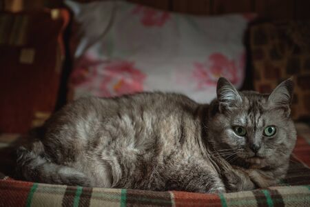 A fat gray cat lies in a wooden house.の写真素材