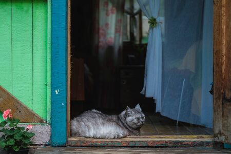 A fat gray cat lies in a wooden house.の写真素材