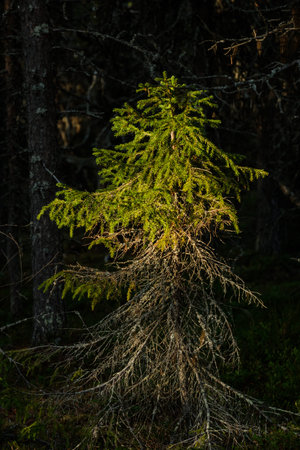 Spruce, Lighted by the setting sun in the forest.