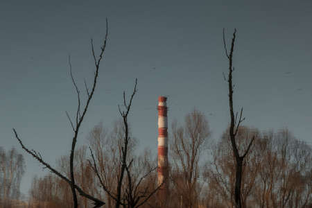 Reflection of a pipe in the water among the branches of treesの写真素材