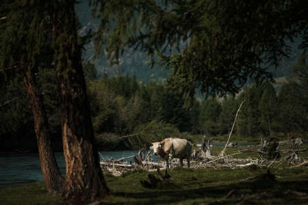 Cows grazing in summer in a meadow in the Altai Mountains.の写真素材