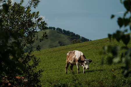 Cows grazing in summer in a meadow in the Altai Mountains.の写真素材
