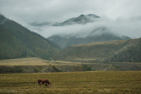 Cows grazing in summer in a meadow in the Altai Mountains.の写真素材