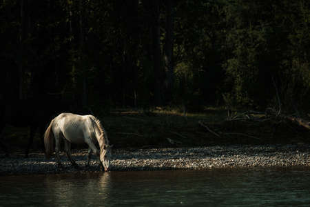 Horses drink water from a mountain river in the Altai Republic.の写真素材