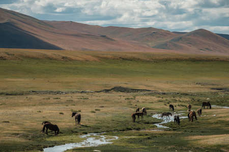 Horses drink water from a mountain river in the Altai Republic.の写真素材