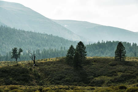 Beautiful trees on the slopes of the mountains in the Ulagan area of the Altai Republic.の写真素材
