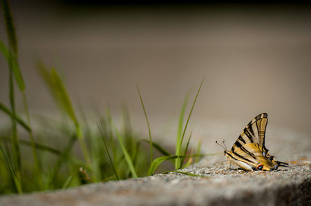 A beautiful butterfly sits on a concrete slab