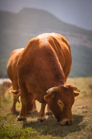 A brown cow grazingの写真素材