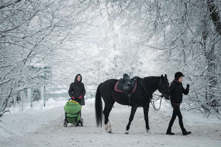 MOSCOW, RUSSIA - JANUARY 14 2021: A rider leads a horse in a snowy parkのeditorial素材