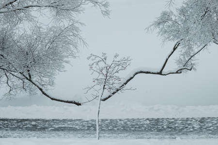 Snow-covered rowan and willow branches along the road by the frozen pondの写真素材