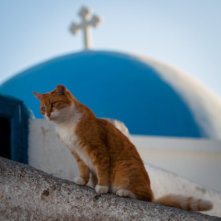 A red cat sits on a house in the Santorini archipelagoの写真素材