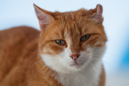 A red cat sits on a house in the Santorini archipelagoの写真素材