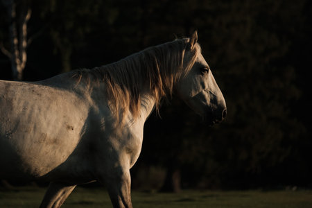 A white horse grazing in the summer sunriseの写真素材