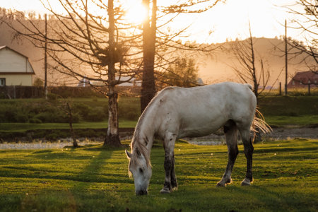 A white horse grazing in the summer sunsetの写真素材