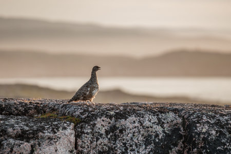 A partridge sits in the tundra on rocks on the shore of the Barents Sea