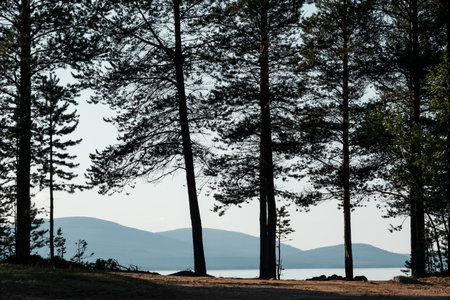 Silhouette of pine trees against the background of the lake water surfaceの写真素材